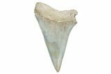 Fossil Broad-Toothed Mako Tooth - Georgia #339897-1